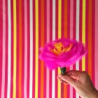 Human hand swirling a pink flower on colorful stripped background — Stock Photo
