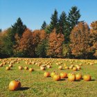 Schöne Herbst-Kürbis-Patch, Oregano, Amerika, USA — Stockfoto
