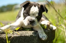 Boston Terrier Mops Mischling Welpe liegt im Garten — Stockfoto