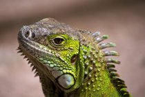 Close-up view of iguana lizard against blurred background — Stock Photo