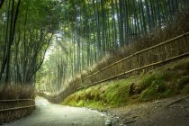 Живописный вид на Бамбуковый парк, Киото, Япония — стоковое фото