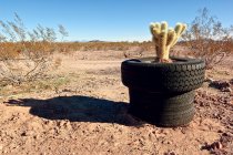 Malerischer Blick auf müde Topf mit Kaktus in Arlington, Maricopa County, arizona, USA — Stockfoto