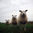 Ovelhas em pé na grama no pasto e olhando para a câmera — Fotografia de Stock