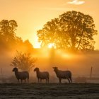 Tres ovejas de pie en el prado al amanecer - foto de stock