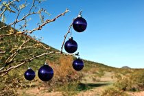 Vista cênica de ornamentos de árvore de natal azul pendurado no ramo ao ar livre — Fotografia de Stock