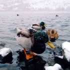 Close-up view of beautiful domestic ducks in winter, USA, Oregon — Stock Photo
