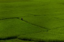 Persona irreconocible caminando a través de alfombra de hierba verde - foto de stock