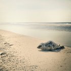 Печатка лежить на сонячному піщаному пляжі — стокове фото