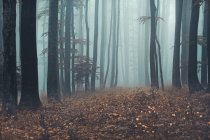 Misty forest landscape, Sljeme, Zagreb, Хорватия — стоковое фото