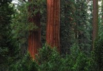 Vista panorámica del bosque en el Parque Nacional Sequoia, Hume, California, EE.UU. - foto de stock