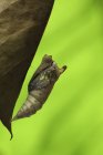 Metamorphose der Motte vor verschwommenem grünen Hintergrund — Stockfoto