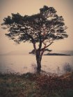 Irlanda, County Kerry Ireland, Killarney, Munster, Tree at lake in Killarney National Park - foto de stock