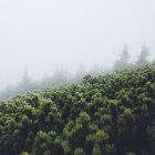Lindos pinheiros verdes no nevoeiro — Fotografia de Stock
