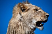 Portrait of wild lion muzzle against blue background — Stock Photo