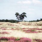 Vista panorámica del paisaje del brezal, Parque Nacional Hoge Veluwe, Holanda - foto de stock