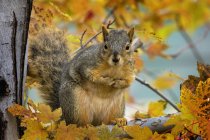 Bonito pouco esquilo curioso sentado no ramo contra fundo borrado — Fotografia de Stock