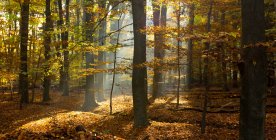 Vista maestosa della bellissima foresta con luce solare panoramica — Foto stock