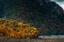Vista panoramica degli alberi autunnali, parco nazionale del conguillio, Cile — Foto stock