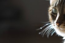 Gros plan du museau de chat sur fond noir — Photo de stock