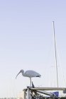 American white ibis (Eudocimus albus) sitting at harbor — Stock Photo