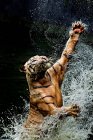 Tigre saltando da água para pegar comida, Indonésia, Jakarta Special Capital Region, Ragunan — Fotografia de Stock
