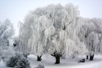 Живописный вид на замороженную иву в снегу — стоковое фото