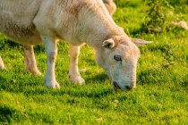 Nahaufnahme von Schafen, die auf einer grünen Wiese grasen — Stockfoto