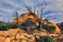 Charred remains of dead trees on Brins Mesa, Sedona, Yavapai County, Arizona, USA — Stock Photo