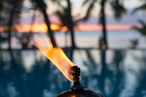 West Indies, Bahamas Fire And Palm Trees — Stock Photo