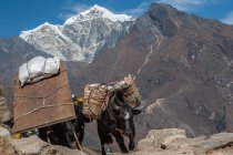 Yaks, die Hilfsgüter, Himalaya, Nepal transportieren — Stockfoto
