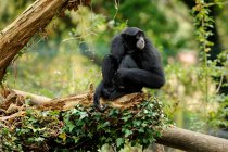 Black Siamang Gibbon sentado en el tronco y mirando hacia otro lado - foto de stock