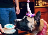 Close-up side view of Dog licking birthday cake in male hand — Stock Photo