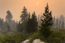 Vista panoramica del fuoco vicino a Kings Canyon, Hume California, USA — Foto stock