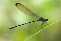 Cauda de bambu libélula contra fundo verde borrado — Fotografia de Stock