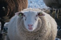 Close-up de ovelhas bonitos no pasto olhando para a câmera — Fotografia de Stock