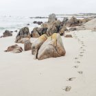 Vista panorámica de las huellas en la arena en la playa - foto de stock