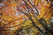Vista panorámica de bajo ángulo del árbol de otoño, Hokkaido, Japón - foto de stock