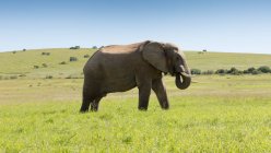 Vista panorámica del elefante africano, Kirkwood, Cabo Oriental, Sudáfrica - foto de stock