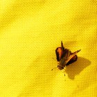Крупным планом Мотылька сидит на желтой ткани — стоковое фото