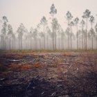 Vista cênica de pinheiros em nevoeiro — Fotografia de Stock