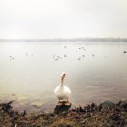 Портрет білої качки з відкритим дзьобом, що стоїть біля озера в туманний ранок — стокове фото