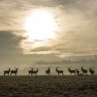 Deer silhouettes standing against foggy forest with shining sun — Stock Photo