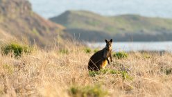 Niedliches Wallaby bei Sonnenuntergang, Summerlands, Victoria, Australien — Stockfoto