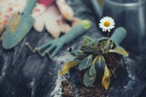 Gartengeräte und ein Gänseblümchen, Nahaufnahme — Stockfoto