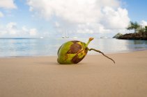 Vue rapprochée de la noix de coco sur la plage de Sainte-Lucie, Caraïbes — Photo de stock