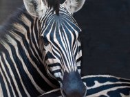 Крупный план портрета красивой африканской зебры, смотрящей в камеру — стоковое фото