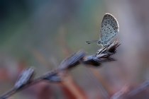 Nahaufnahme eines Schmetterlings auf einer Pflanze in der Natur — Stockfoto