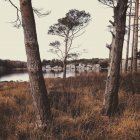 Ирландия, графство Керри Ирландия, Килларни, Манстер, Деревья вдоль озера в Национальном парке Килларни — стоковое фото