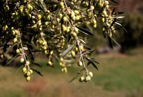 Green olives growing on tree in garden against blurred background — Stock Photo