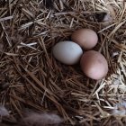 Tres huevos en el nido, Estados Unidos, Wyoming - foto de stock